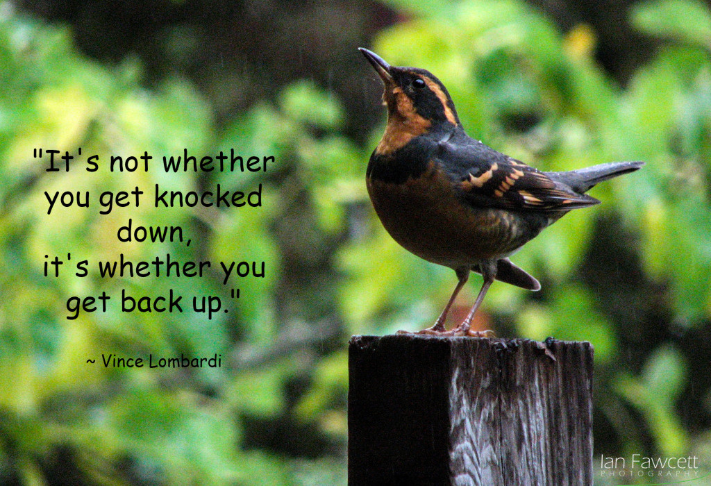 Varied Thrush - Quotation 5