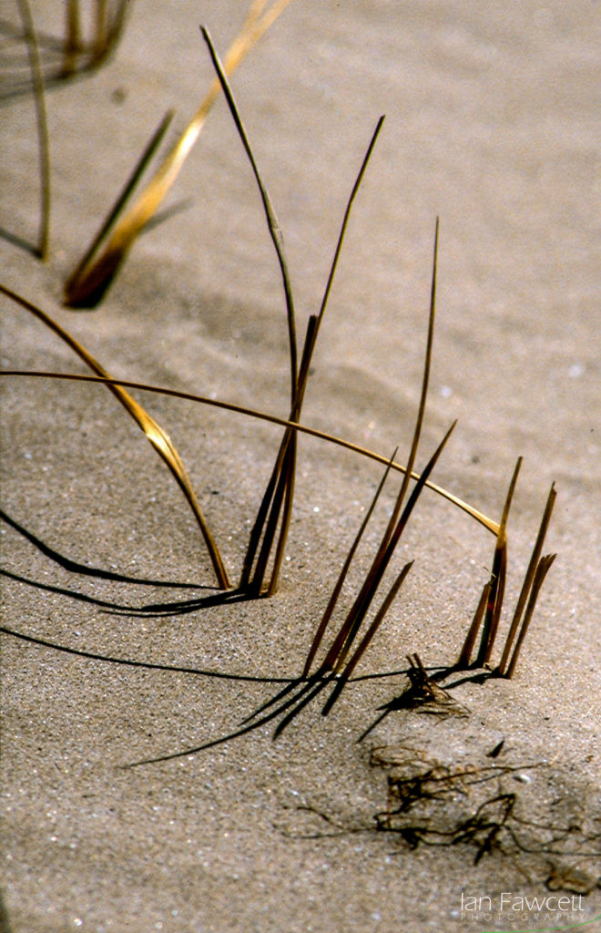 Beach grass